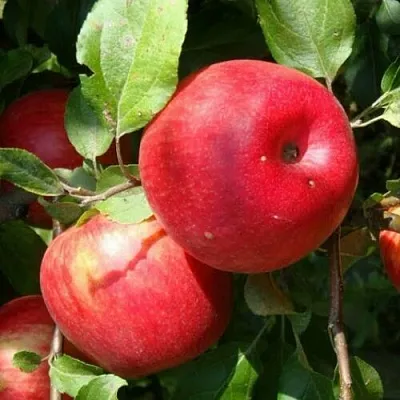 Яблоня ВАЛЕРИЯ  Яблоня ВАЛЕРИЯ в Смоленске