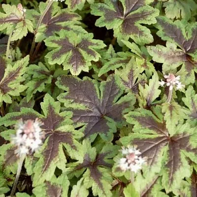 Гейхера ШУГА ЭНД СПАЙС  Гейхера ШУГА ЭНД СПАЙС в Смоленске