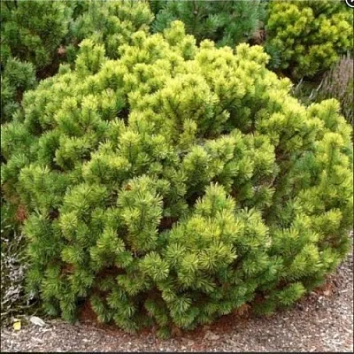 Ель ДАНС ДВАРФ обыкновення  Ель ДАНС ДВАРФ обыкновення в Смоленске