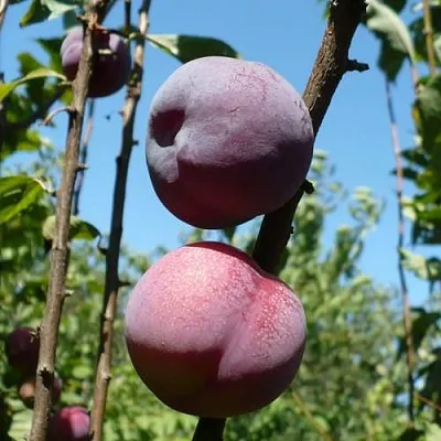 Плумкот ВЕЙ ВОНГ  Плумкот ВЕЙ ВОНГ в Смоленске