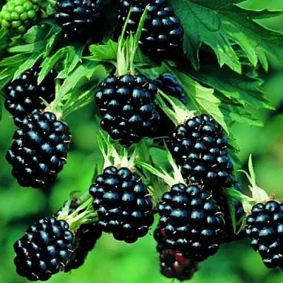 Ежевика КИТАНИНИ бесшипная  Ежевика КИТАНИНИ бесшипная в Смоленске