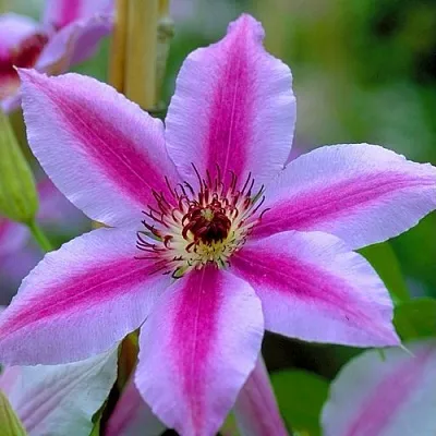 Клематис НЕЛЛИ МОЗЕР  Клематис НЕЛЛИ МОЗЕР в Смоленске