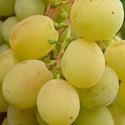 Виноград ТАЛИСМАН  Виноград ТАЛИСМАН в Смоленске