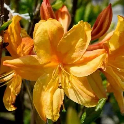 Азалия ГОЛДЕН ЛАЙТС листопадная  Азалия ГОЛДЕН ЛАЙТС листопадная в Смоленске