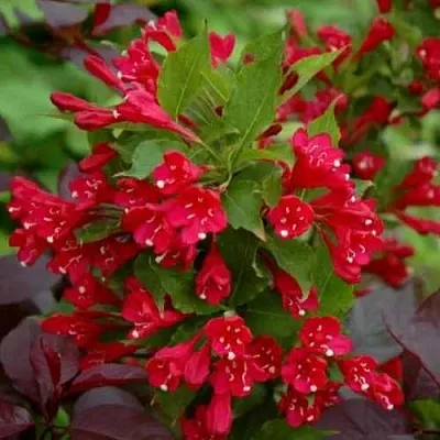 Вейгела РЕД ПРИНЦ в Смоленске