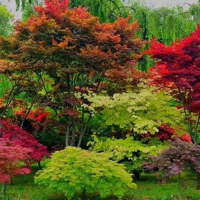 Лиственные деревья в Смоленске