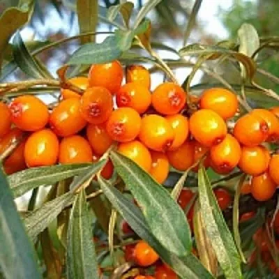Облепиха БОТАНИЧЕСКАЯ в Смоленске