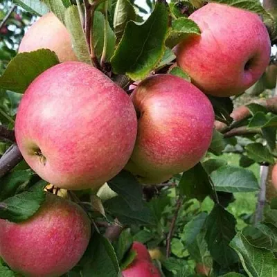 Яблоня ТЕРЕМОК  Яблоня ТЕРЕМОК в Смоленске