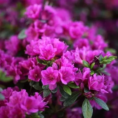 Азалия ГЕЙША ПЕРПЛ японская  Азалия ГЕЙША ПЕРПЛ японская в Смоленске