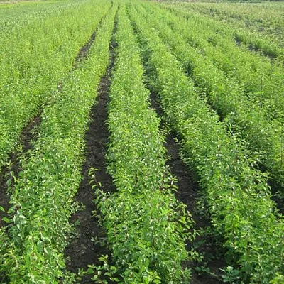 Подвой в Смоленске