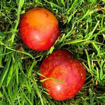 Шарафуга НЕКТАРИННАЯ  Шарафуга НЕКТАРИННАЯ в Смоленске