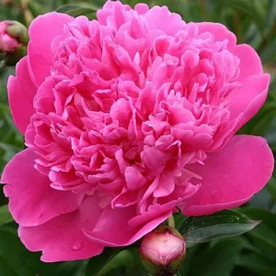 Пион ЭДУЛИС СУПЕРБА травянистый  Пион ЭДУЛИС СУПЕРБА травянистый в Смоленске