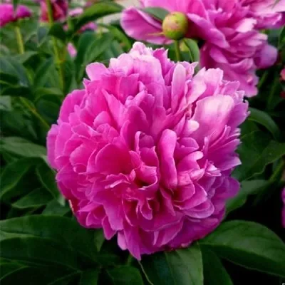 Пион ФЕЛИКС КРАУССЕ травянистый  Пион ФЕЛИКС КРАУССЕ травянистый в Смоленске