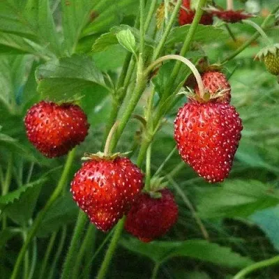 Земляника АЛЬПИЙСКАЯ в Смоленске