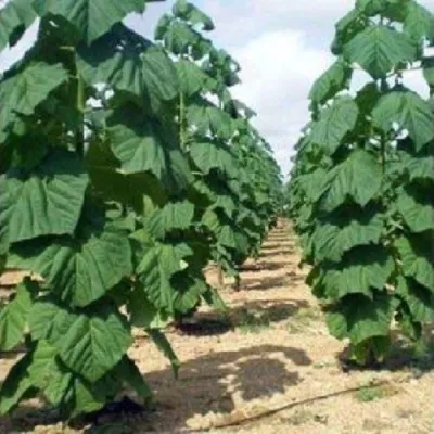 Павлония ПАО ТОГН Z07 — описание сорта Павлония ПАО ТОГН Z07 в Смоленске