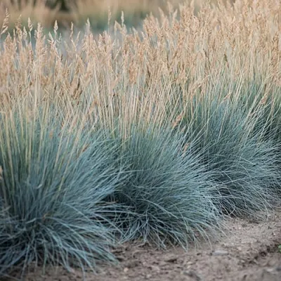 Овсяница АЙСФОГЕЛЬ сизая  Овсяница АЙСФОГЕЛЬ сизая в Смоленске