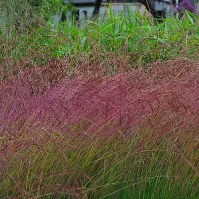 Овсянница АМЕТИСТОВАЯ  Овсянница АМЕТИСТОВАЯ в Смоленске