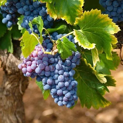 Виноград ЗИЛГА  Виноград ЗИЛГА в Смоленске