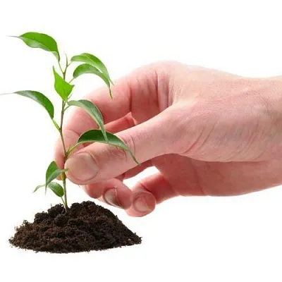 Саженцы в Смоленске