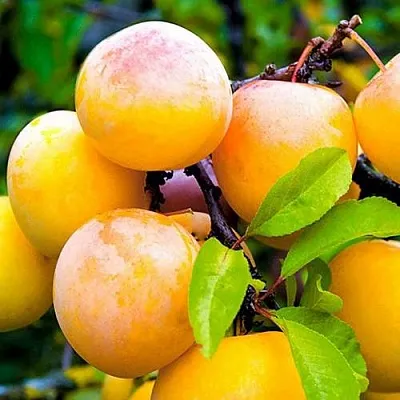 Слива МИНСКАЯ  Слива МИНСКАЯ в Смоленске