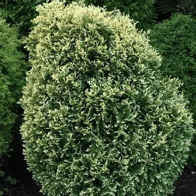 Туя ЛИТОМИШИЛ западная  Туя ЛИТОМИШИЛ западная в Смоленске