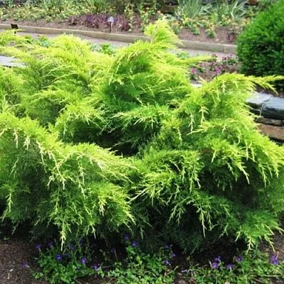 Можжевельник ГОЛД КОСТ средний  Можжевельник ГОЛД КОСТ средний в Смоленске