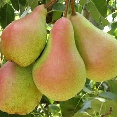 Груша ЛЕСНАЯ КРАСАВИЦА  Груша ЛЕСНАЯ КРАСАВИЦА в Смоленске