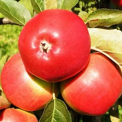 Яблоня СЯБРЫНА  Яблоня СЯБРЫНА в Смоленске