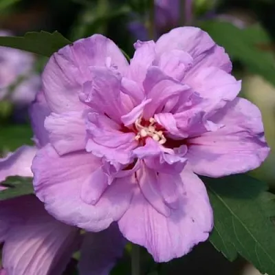 Гибискус АРДЕНС сирийский в Смоленске