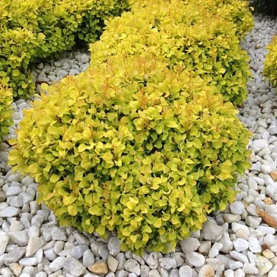 Барбарис БОНАНЗА ГОЛД тунберга  Барбарис БОНАНЗА ГОЛД тунберга в Смоленске