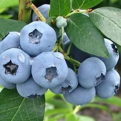 Голубика БЛЮЭТТА  Голубика БЛЮЭТТА в Смоленске