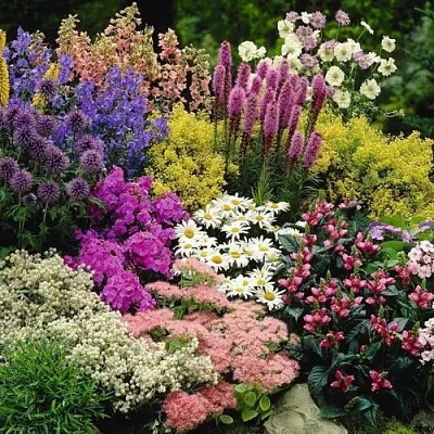 Многолетние растения в Смоленске