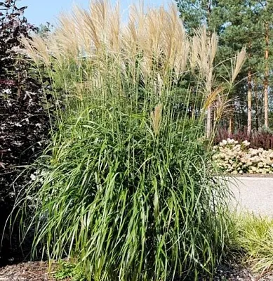 Мискантус ВАНИЛЛА СКАЙ китайский  Мискантус ВАНИЛЛА СКАЙ китайский в Смоленске
