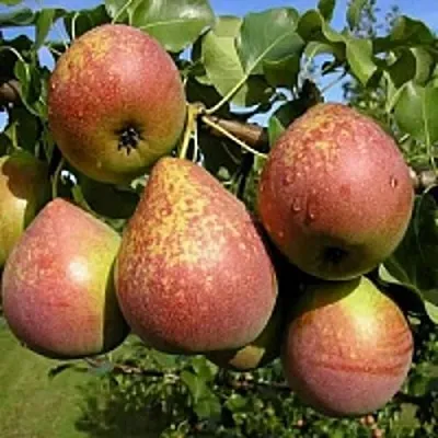 Груша МРАМОРНАЯ  Груша МРАМОРНАЯ в Смоленске