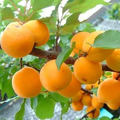 Абрикос ОРИГИНАЛ в Смоленске