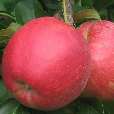 Яблоня РУБИН  Яблоня РУБИН в Смоленске