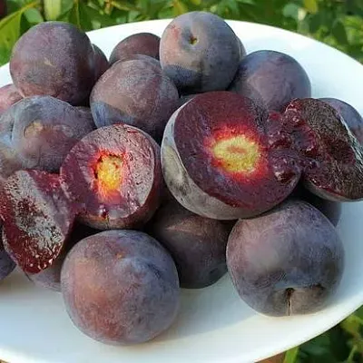 Сливово-вишневый гибрид МЕЙНОР  Сливово-вишневый гибрид МЕЙНОР в Смоленске