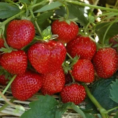 Клубника ЗЕНГА-ЗЕНГАНА в Смоленске