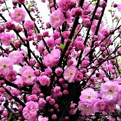 Миндаль в Смоленске