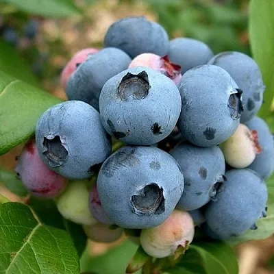 Голубика КОЛЛИНЗ  Голубика КОЛЛИНЗ в Смоленске