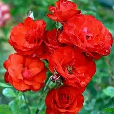 Саженцы роз ФАЙЕР КИНГ спрей  Саженцы роз ФАЙЕР КИНГ спрей в Смоленске