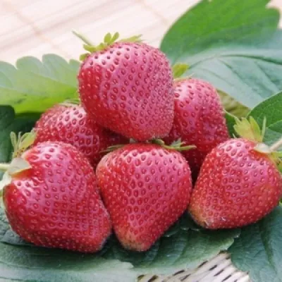 Клубника ВИМА КСИМА — описание сорта Клубника ВИМА КСИМА в Смоленске