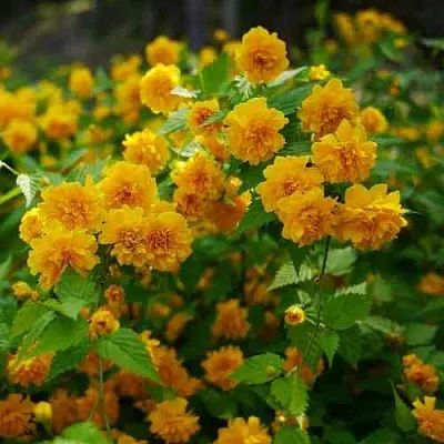 Керрия японская ПЛЕНИФЛОРА  Керрия японская ПЛЕНИФЛОРА в Смоленске