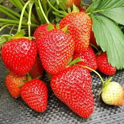 Клубника ВИМА РИНА ремонтантная в Смоленске