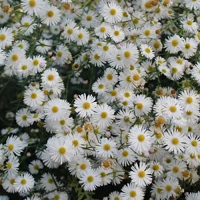 Болтония СНОУБЭНК  Болтония СНОУБЭНК в Смоленске