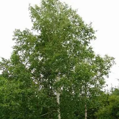 Береза бородавчатая в Смоленске