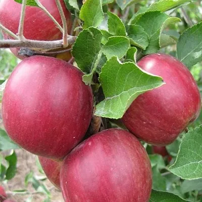 Яблони Московское Ожерелье колонновидная в Смоленске