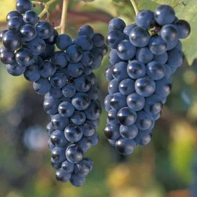 Виноград МАРКЕТТ  Виноград МАРКЕТТ в Смоленске