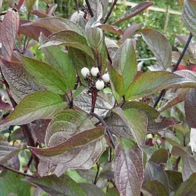 Дерен КЕССЕЛЬРИНГИ в Смоленске
