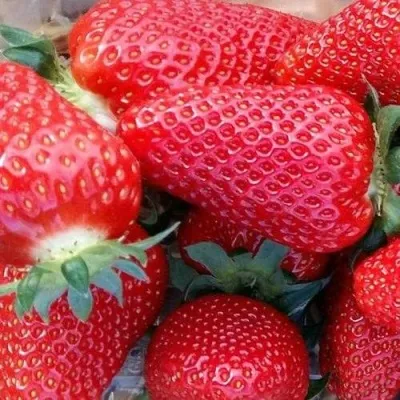 Клубника АМИ — описание сорта Клубника АМИ в Смоленске